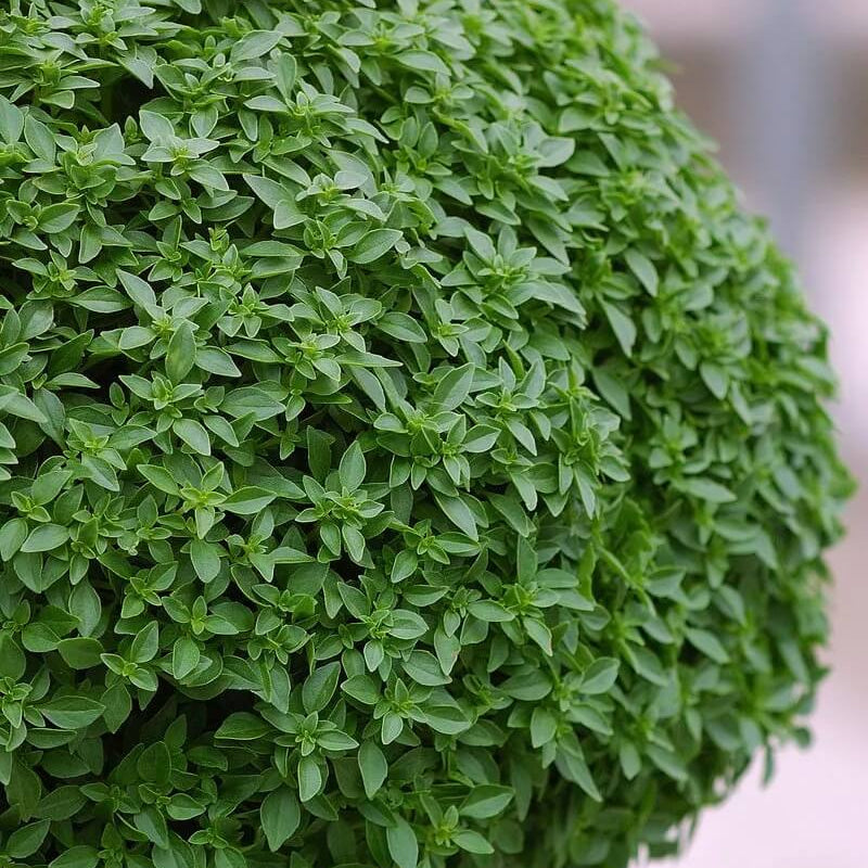 Aristotle Basil Seeds - Herbal Plant 