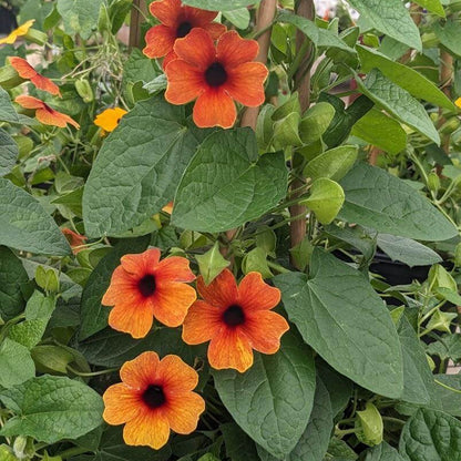 Arizona Glow Thunbergia Seeds - Heirloom Flower Plant for Home Gardens