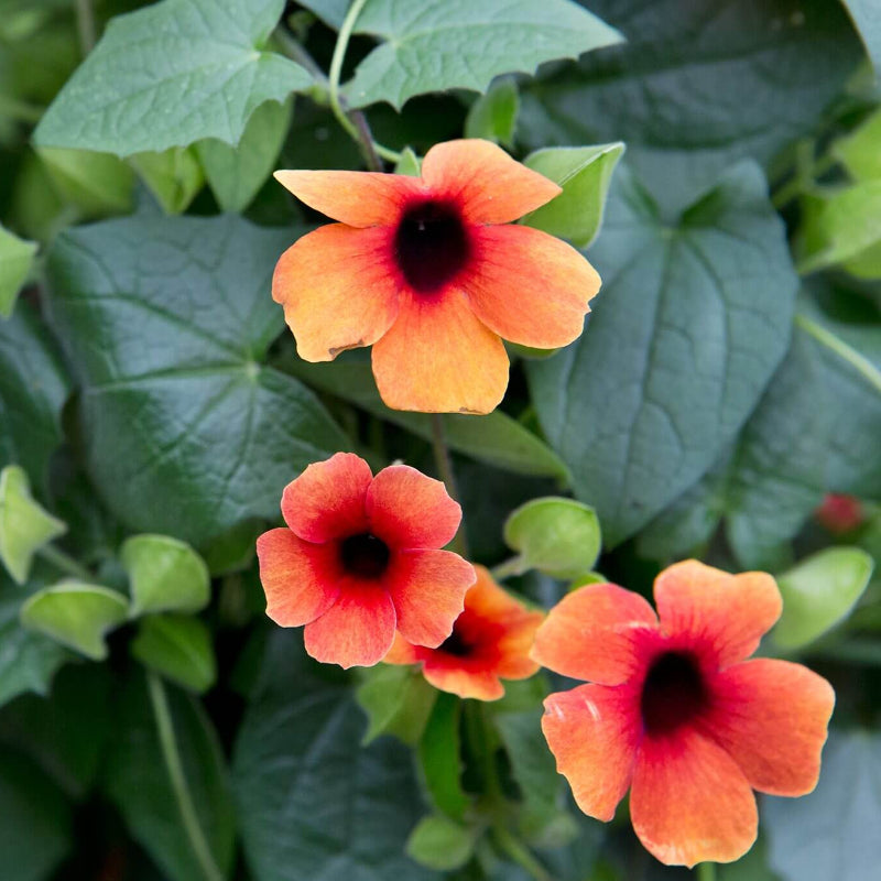 Arizona Glow Thunbergia Seeds - Heirloom Flower Plant for Home Gardens