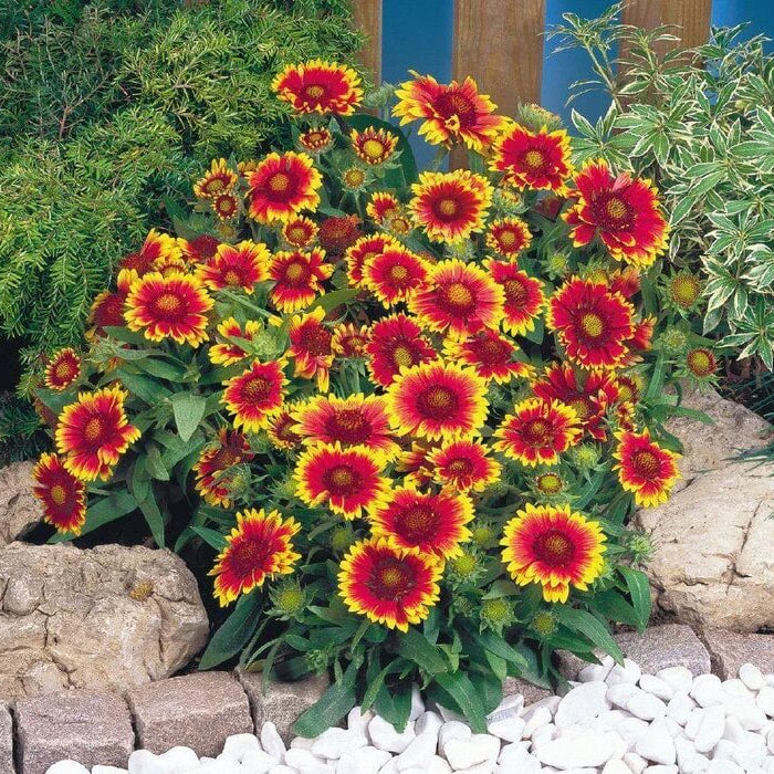 Arizona Sun Blanket Flower Seeds - Flower Plant