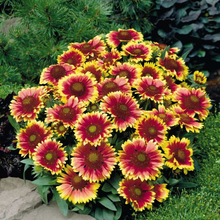 Arizona Sun Blanket Flower Seeds - Flower Plant