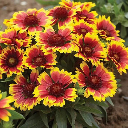 Arizona Sun Blanket Flower Seeds - Flower Plant
