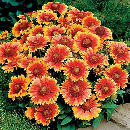 Arizona Sun Gaillardia Seeds - Flower Plant
