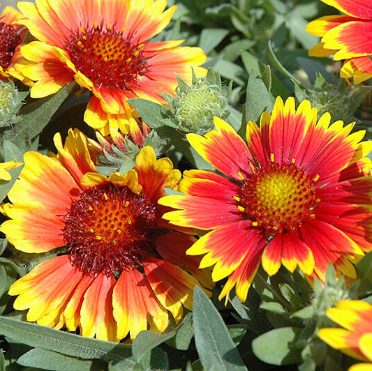 Arizona Sun Gaillardia Seeds - Flower Plant