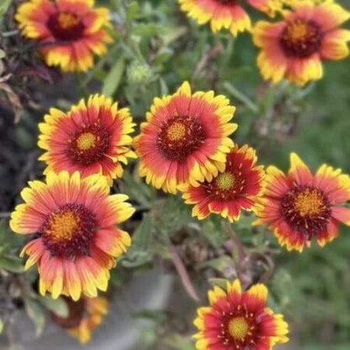 Arizona Sun Gaillardia Seeds - Flower Plant
