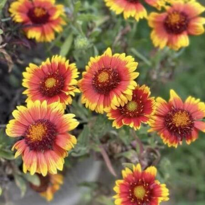 Arizona Sun Gaillardia Seeds - Flower Plant