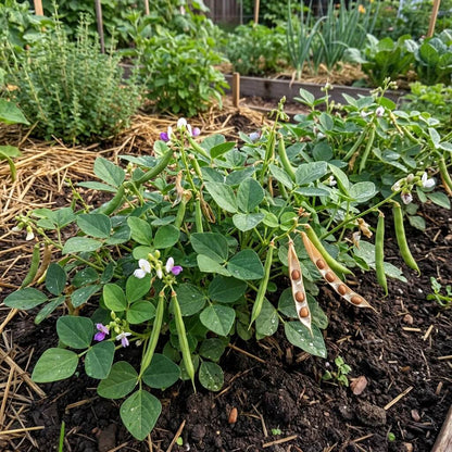 Arizona Tepary Beans Seeds - Vegetable Plant