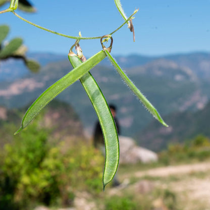Arizona Tepary Beans Seeds - Vegetable Plant