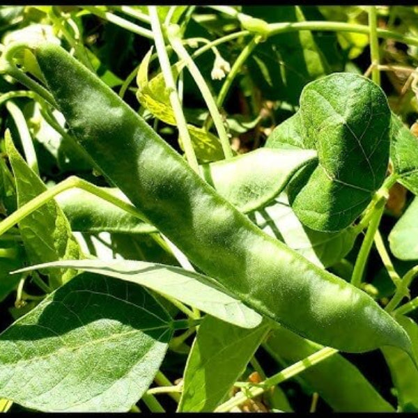 Arizona Tepary Beans Seeds - Vegetable Plant