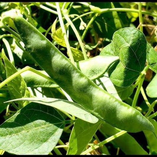 Arizona Tepary Beans Seeds - Vegetable Plant