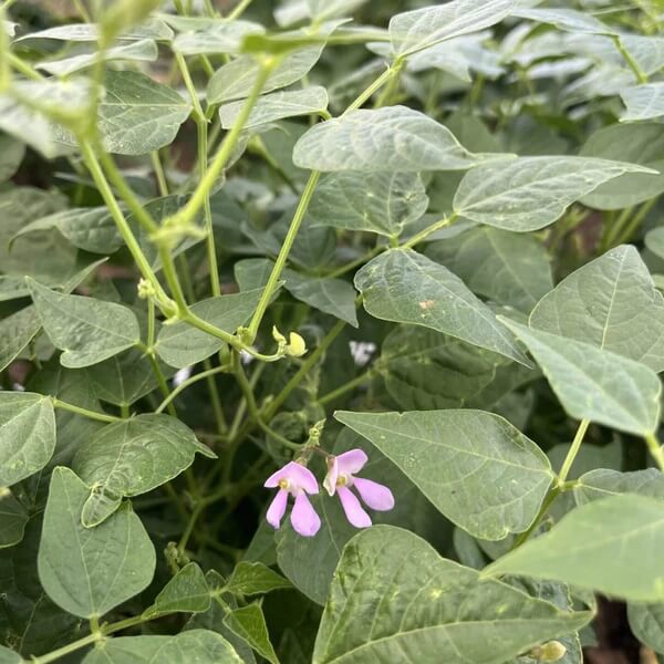 Arizona Tepary Beans Seeds 