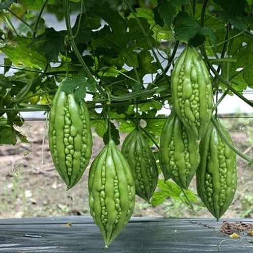 Arka Harit Bitter Gourd Seeds