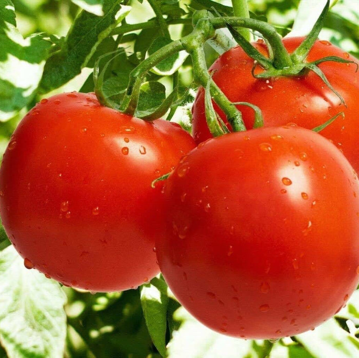 Arkansas Traveler Tomato Seeds - Vegetable Plant