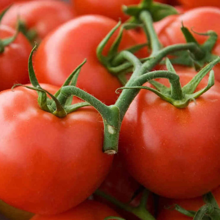 Arkansas Traveler Tomato Seeds - Vegetable Plant