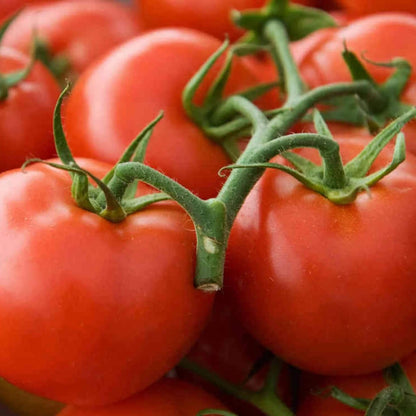 Arkansas Traveler Tomato Seeds - Vegetable Plant