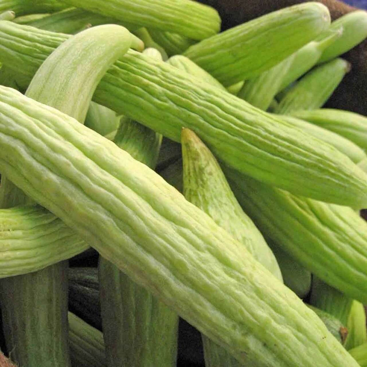 Armenian Pale Green Cucumber Seeds - Heirloom Vegetable Plant for Home Gardens