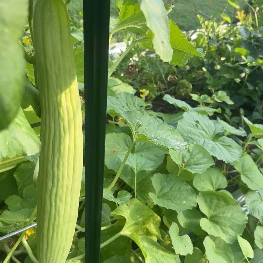Armenian Pale Green Cucumber Seeds - Heirloom Vegetable Plant for Home Gardens