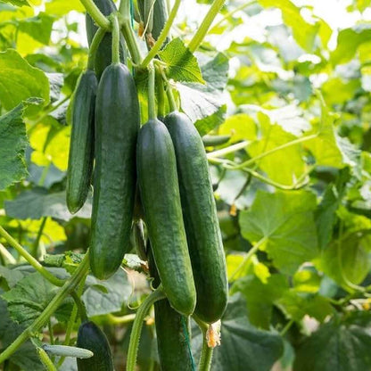 Armenian Pale Green Cucumber Seeds - Heirloom Vegetable Plant for Home Gardens