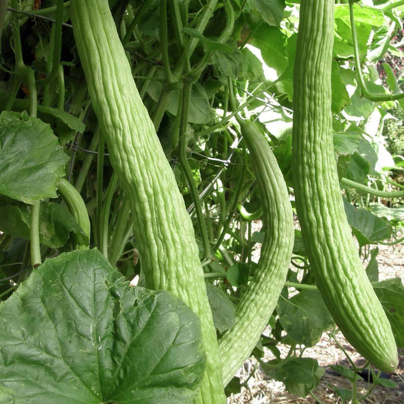 Armenian Pale Green Cucumber Seeds - Heirloom Vegetable Plant for Home Gardens