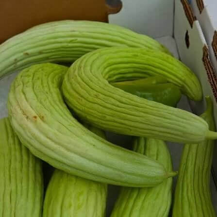 Armenian Yard Long Cucumber Seeds