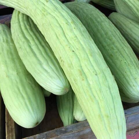 Armenian Yard Long Cucumber Seeds