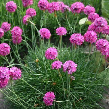 Armeria Maritima Seeds - Heirloom Flower Plant for Home Gardens