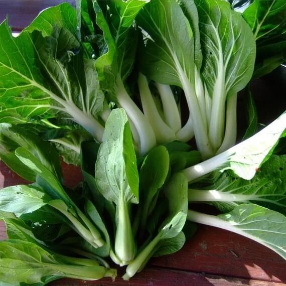 Army Green Choi Bok Choy Seeds 