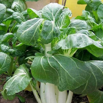 Army Green Choi Bok Choy Seeds 