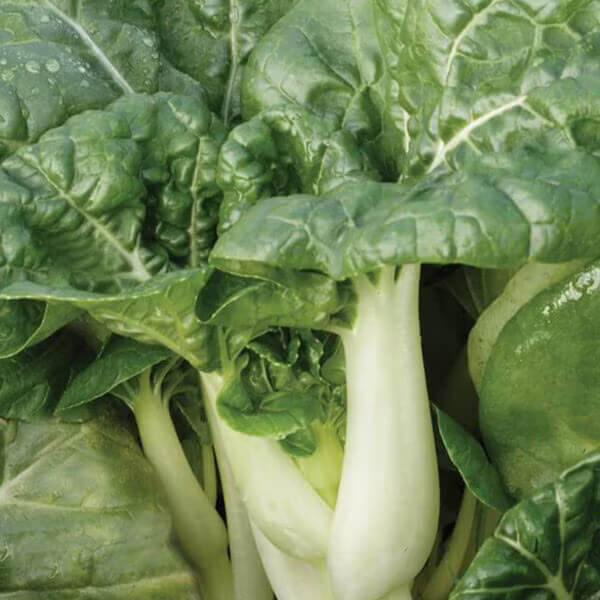 Army Green Choi Bok Choy Seeds 