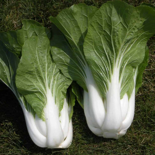 Army Green Choi Bok Choy Seeds 
