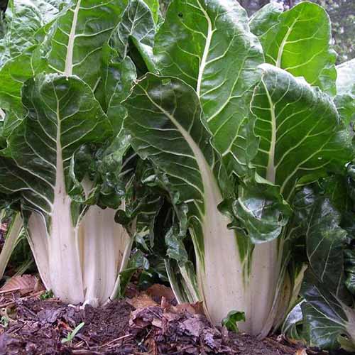 Army Green Choi Bok Choy Seeds 