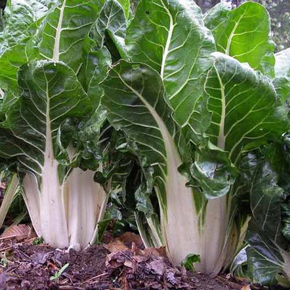 Army Green Choi Bok Choy Seeds 