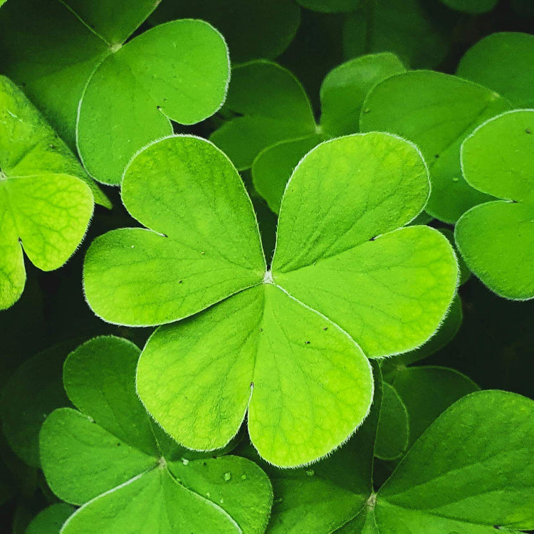 Army Green Four Leaf Clover Seeds - Herbal Plant 
