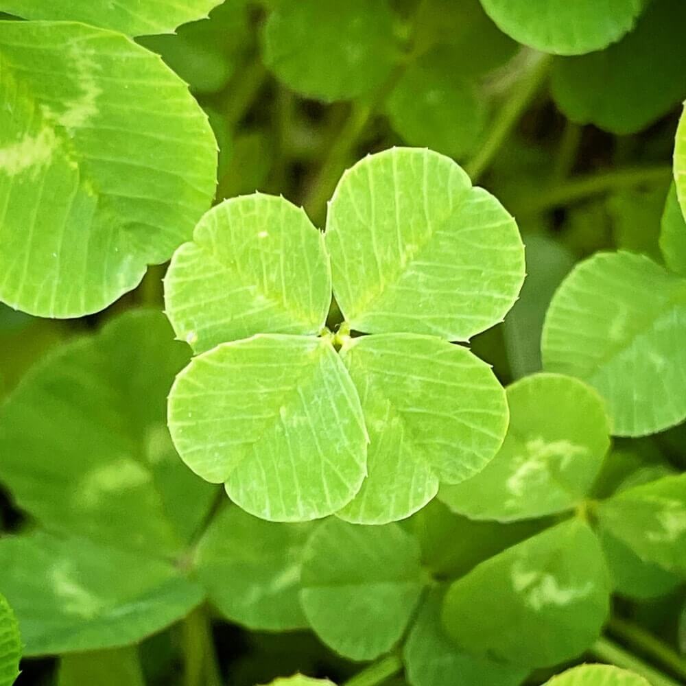 Army Green Four Leaf Clover Seeds - Herbal Plant 