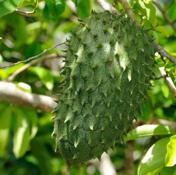 Army Green Graviola Soursop Seeds