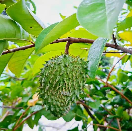 Army Green Graviola Soursop Seeds
