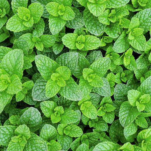 Army Green Mint Seeds - Herbal Plant