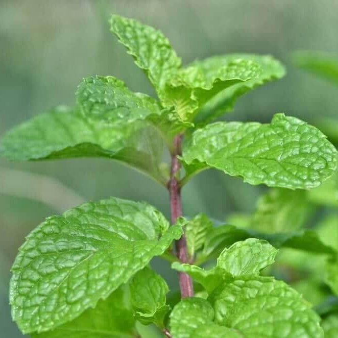 Army Green Mint Seeds - Herbal Plant