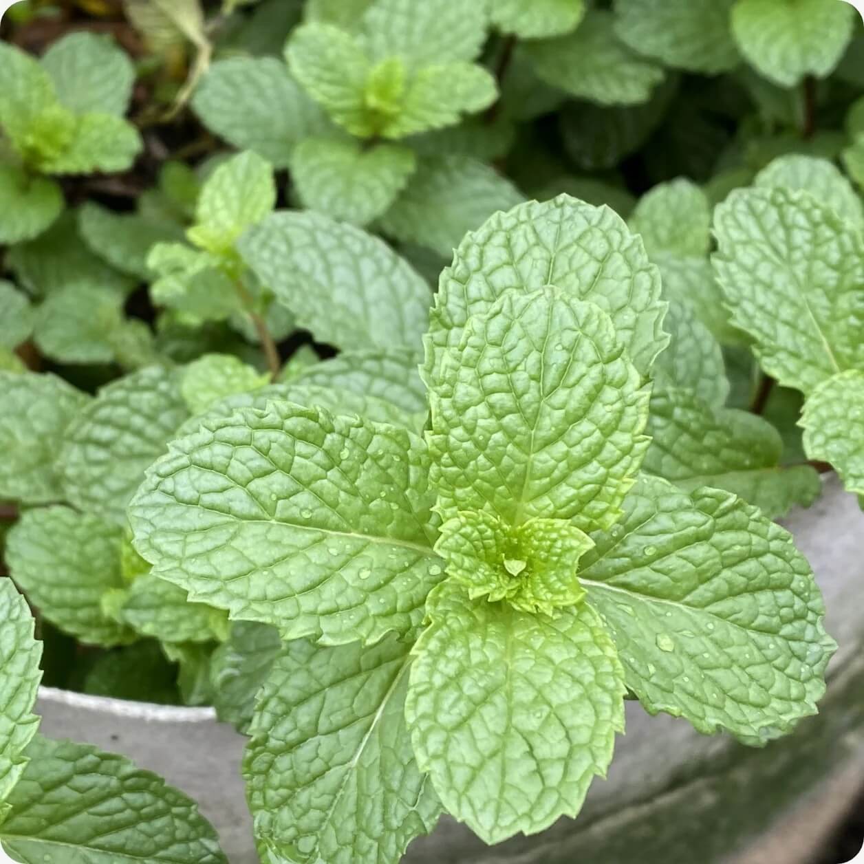 Army Green Mint Seeds - Herbal Plant