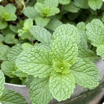 Army Green Mint Seeds - Herbal Plant