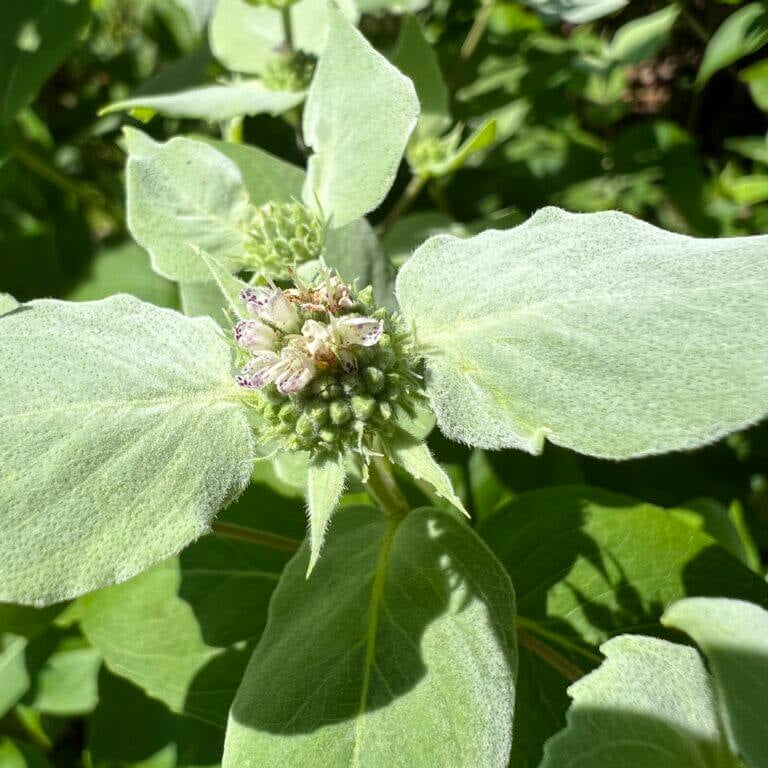 Army Green Mountain Mint Seeds - Herbal Plant