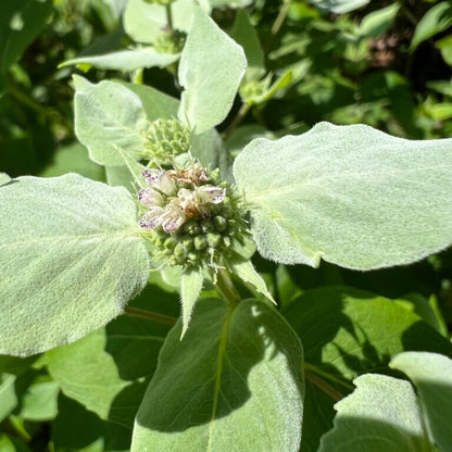Army Green Mountain Mint Seeds - Herbal Plant