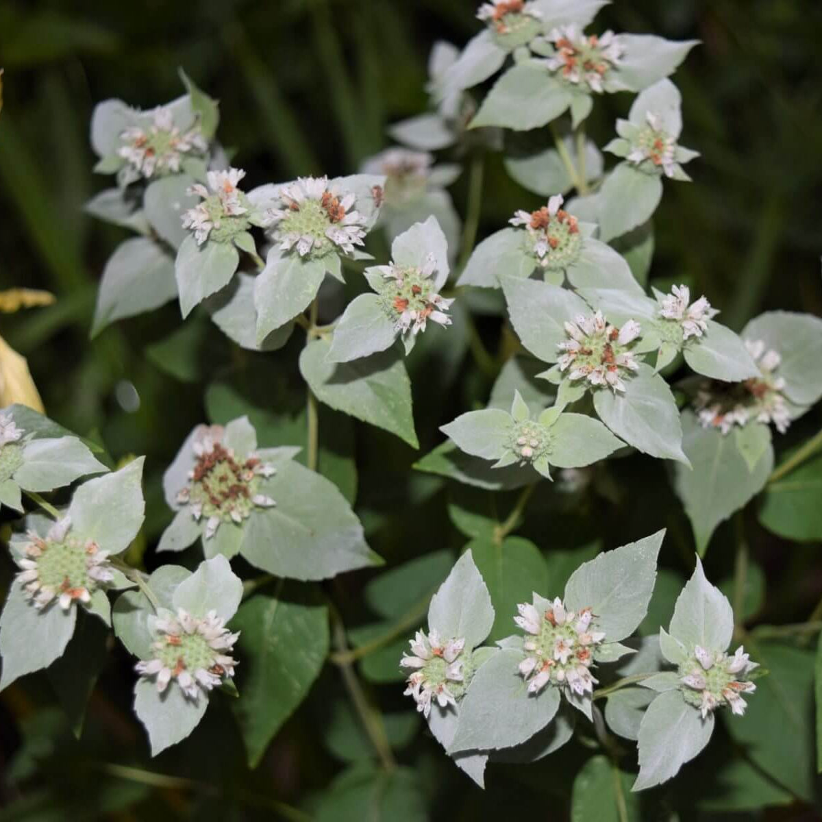 Army Green Mountain Mint Seeds - Herbal Plant