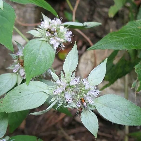 Army Green Mountain Mint Seeds - Herbal Plant