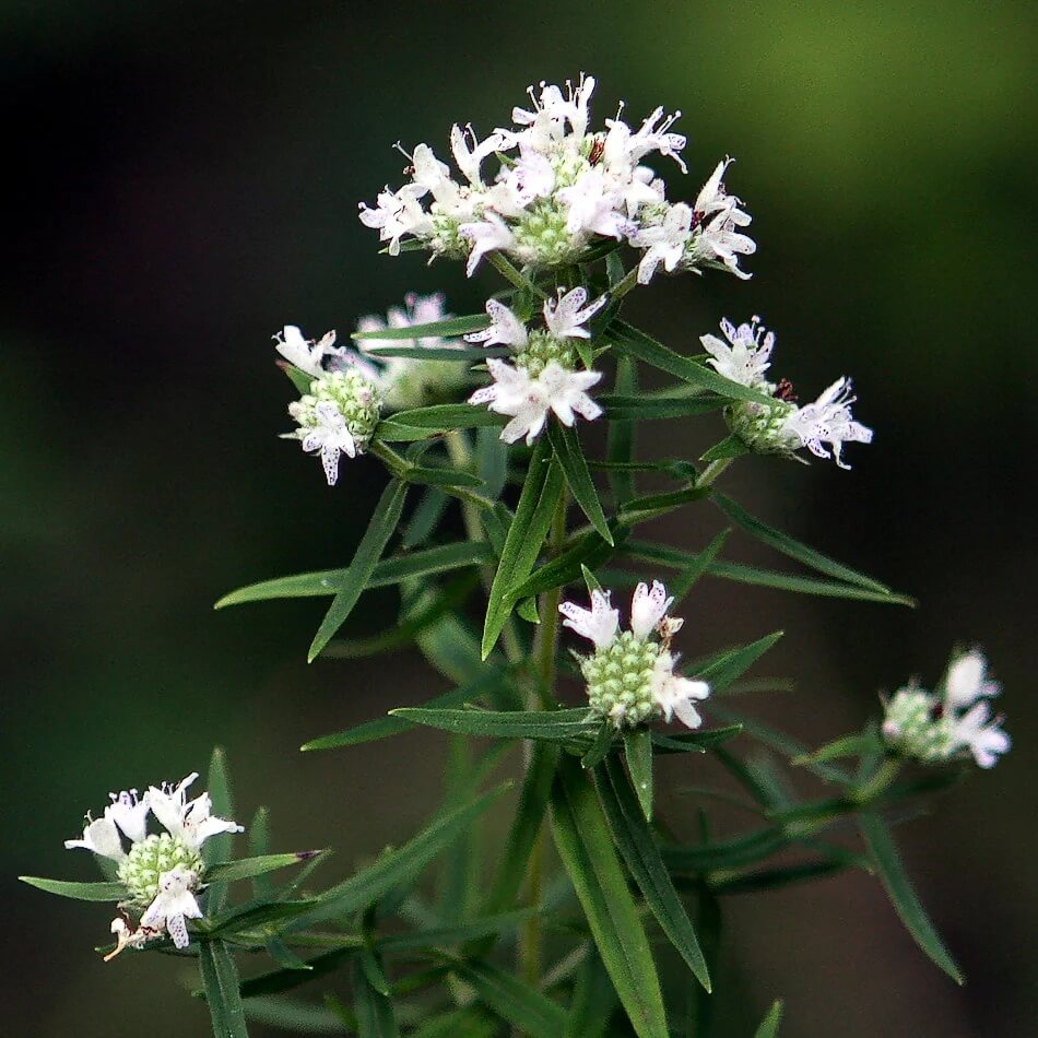 Army Green Mountain Mint Seeds - Herbal Plant