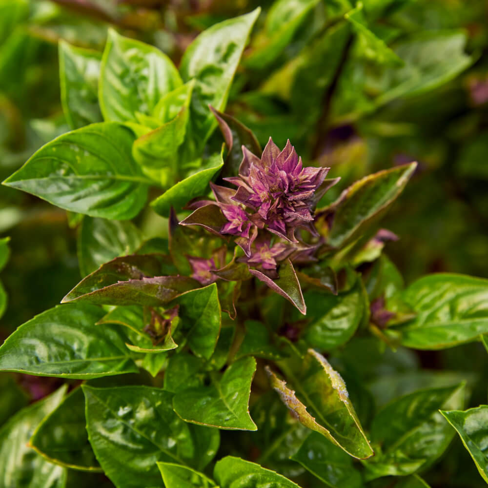 Aromatic Basil Seeds - Herbal Plant
