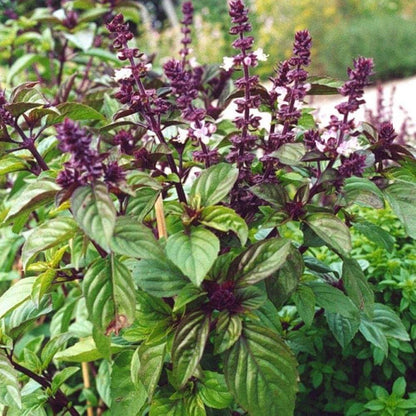 Aromatic Basil Seeds - Herbal Plant