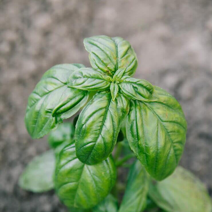 Aromatic Basil Seeds - Herbal Plant