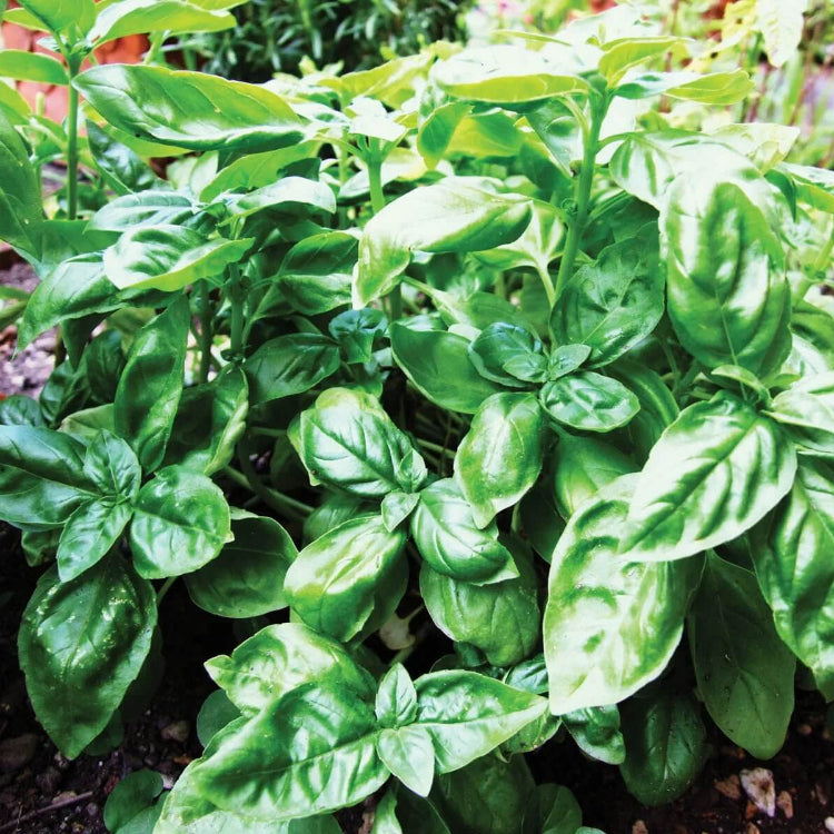 Aromatic Basil Seeds - Herbal Plant