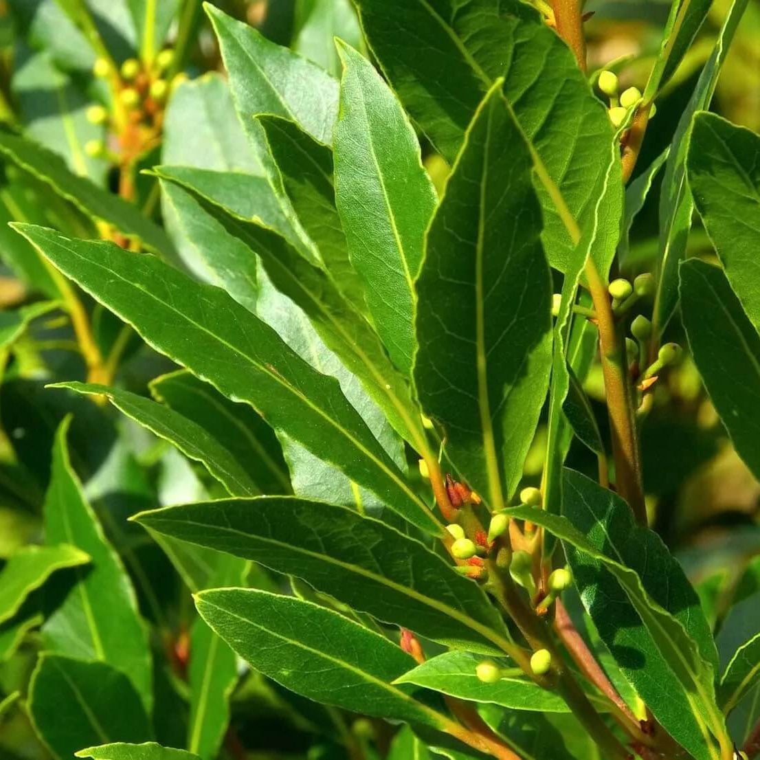 Aromatic Bay Laurel Seeds 